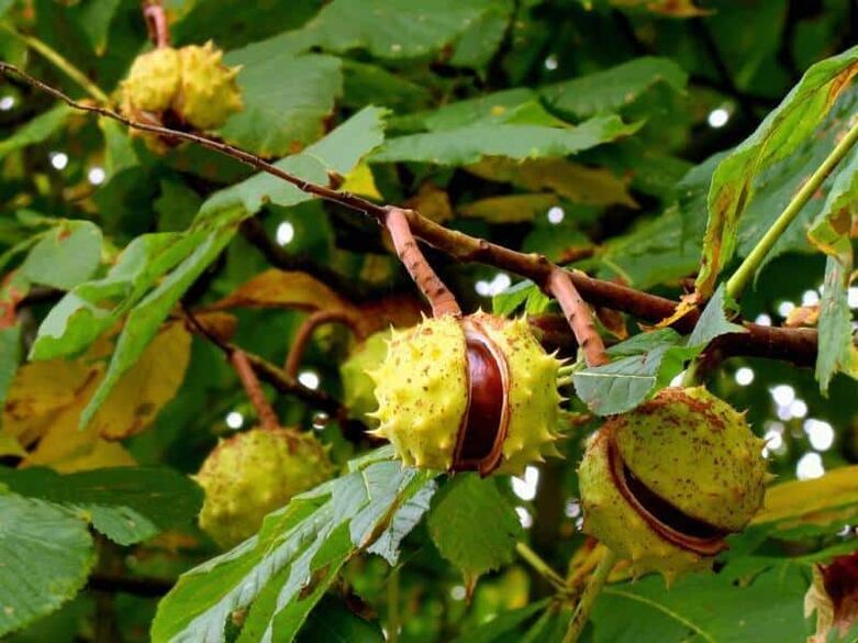 Horse chestnuts used to be used to make a healing tincture for varicose veins